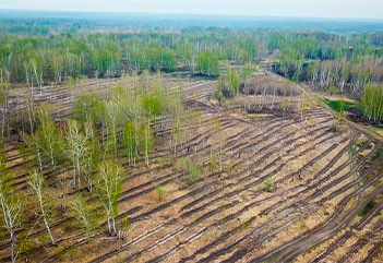 Проект рекультивации лесных земель